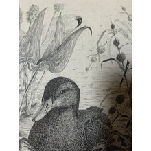 Load image into Gallery viewer, Maine marsh framed pen and ink Downeast print