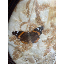 Load image into Gallery viewer, Vintage pressed butterfly and flower simple oval wood frame bubble glass
